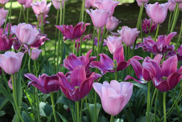 Free Park Flower Background photo and picture