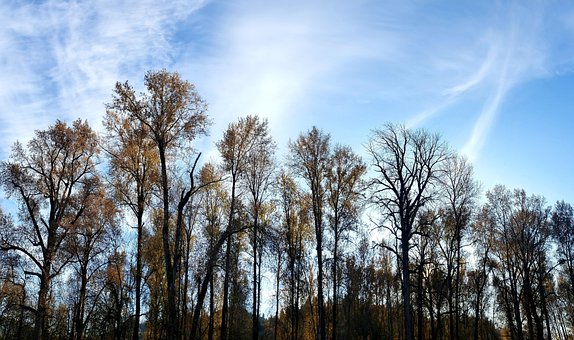 Free Trees Nature photo and picture