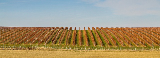 Weingarten, Herbst, Panorama, Weinbau