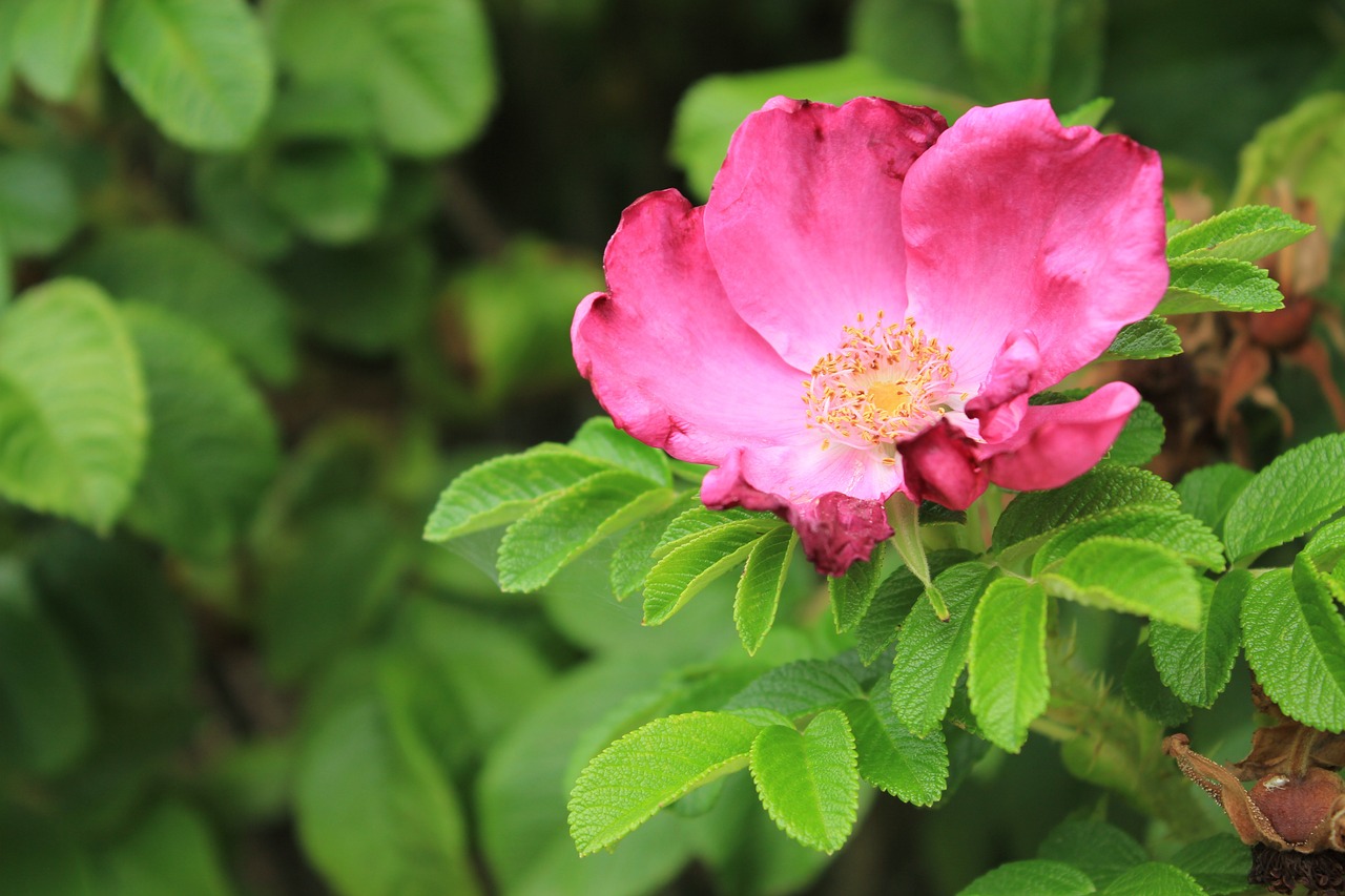 Rosebush 꽃 자연 Pixabay의 무료 사진 Pixabay