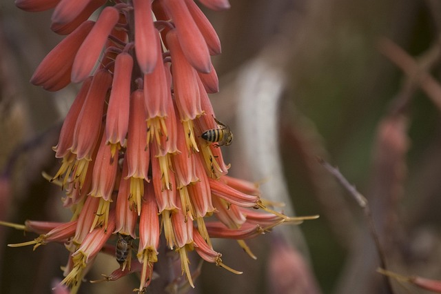 Free Bee Flower photo and picture