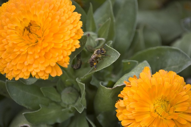 Free Bee Pollen photo and picture