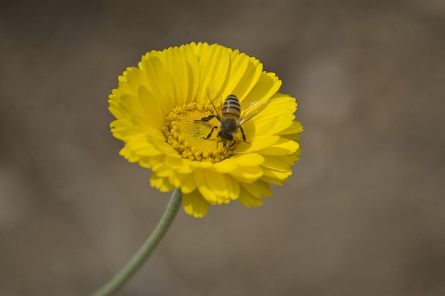 Free Bee Flower photo and picture