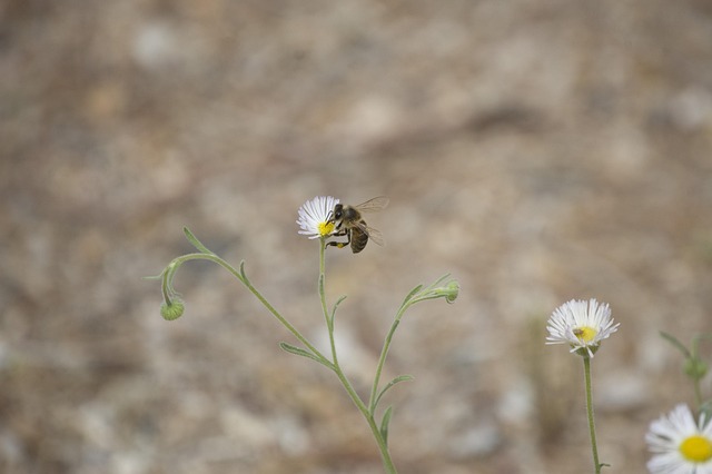 Free Bee Flower photo and picture