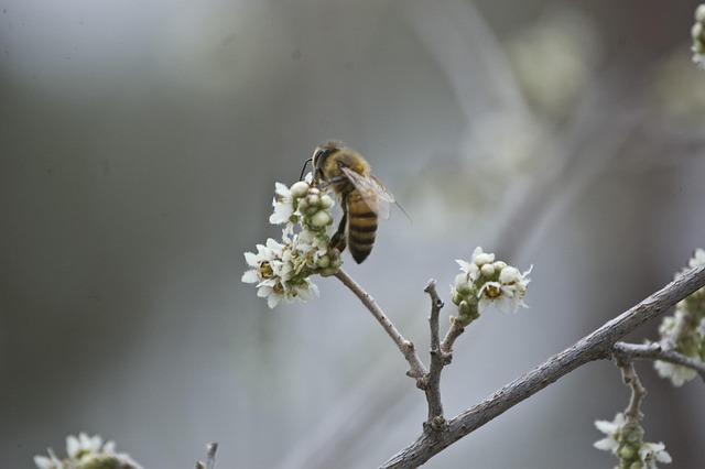 Free Bee Flower photo and picture