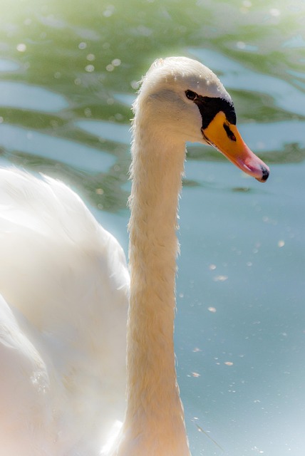 Free White Swan photo and picture