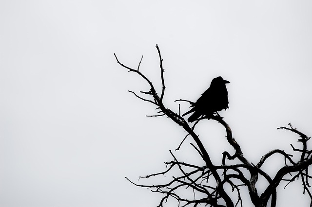 Free Raven Tree photo and picture