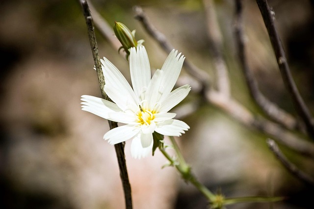 Free White Flower photo and picture