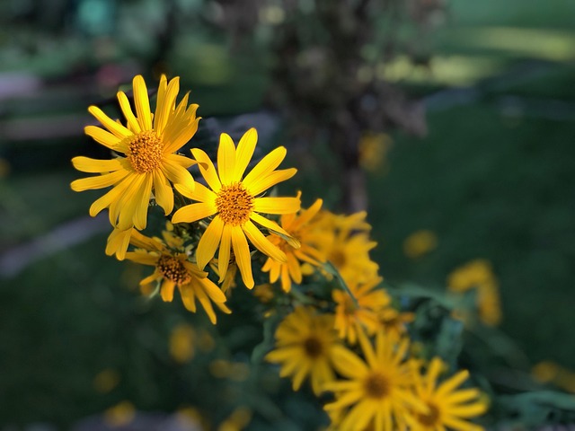 Free Flower Yellow photo and picture