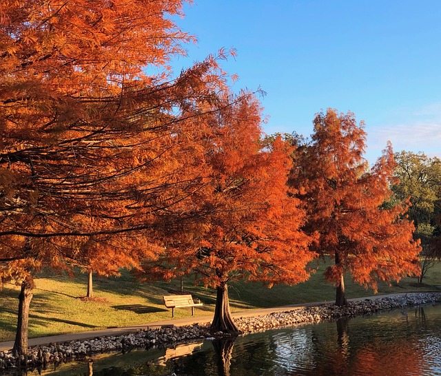 Free Fall Autumn photo and picture