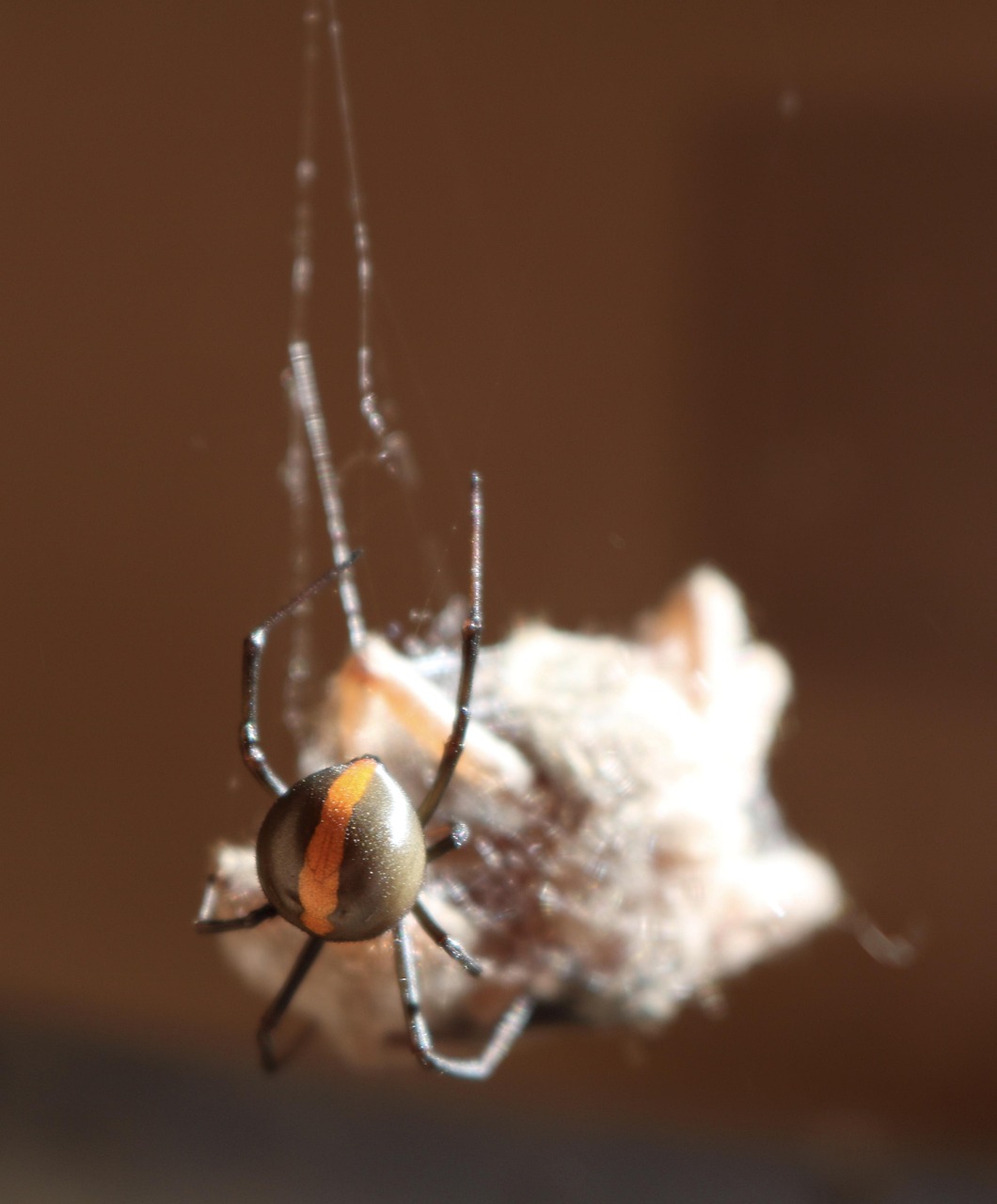 Red Back Spider Venomous - Free photo on Pixabay - Pixabay