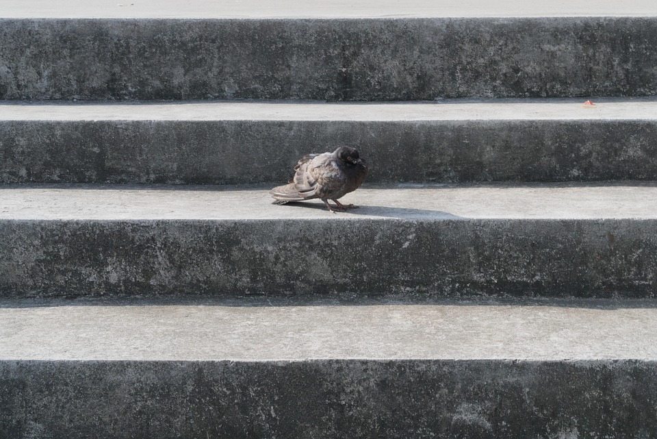 Staircase Bird Stairway - Free photo on Pixabay - Pixabay