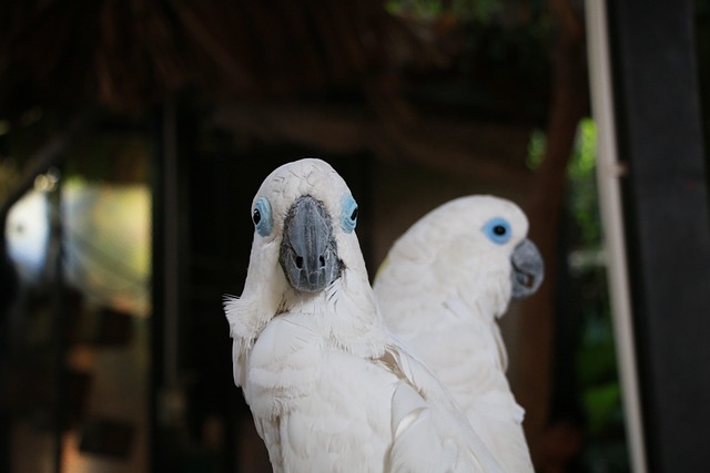 Free Bird Animal photo and picture