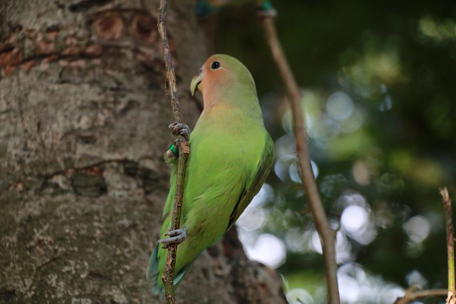 Free Bird Animal photo and picture