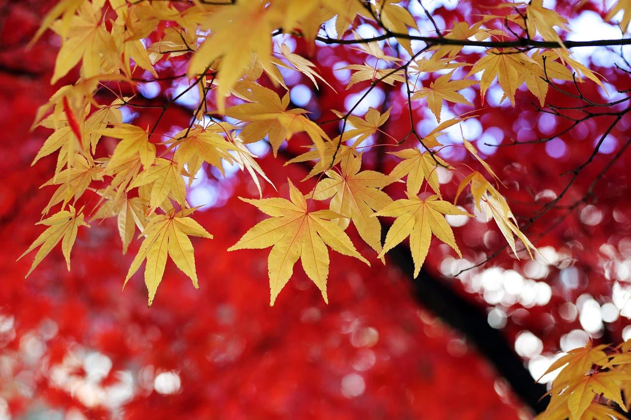 Plus De 400 000 Images De Paysage D Automne Et De Automne Pixabay
