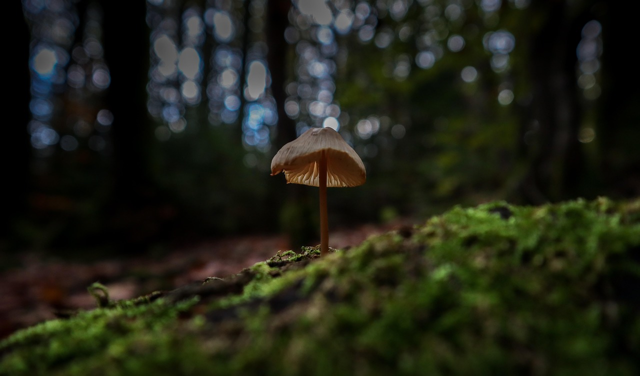 90+ Free Plante Humide & Nature Images - Pixabay