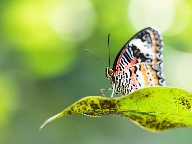 Free Butterfly Leaf photo and picture