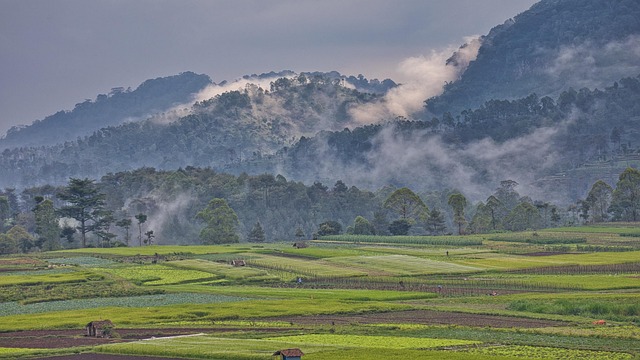 Free Asia Fields photo and picture