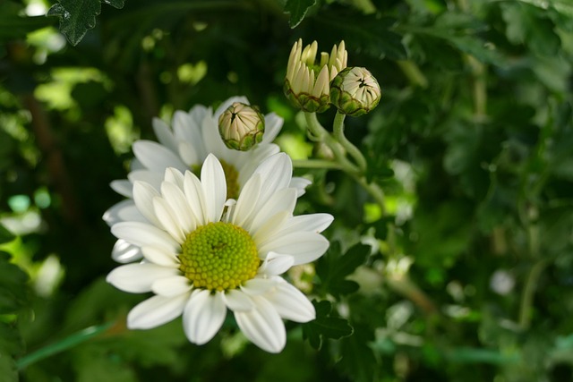 Free Daisy Green photo and picture