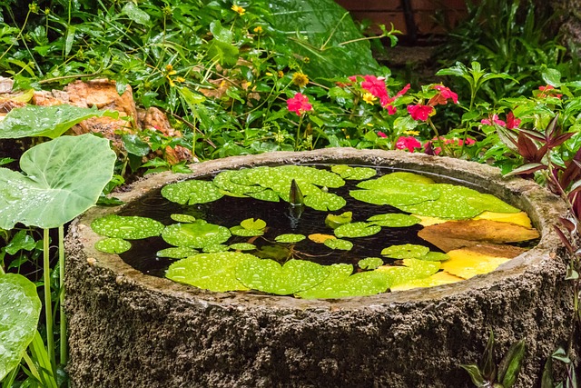 Free Rain Lily photo and picture