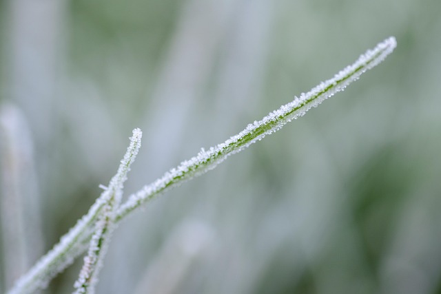 Neve, Congelados, Natureza, Inverno