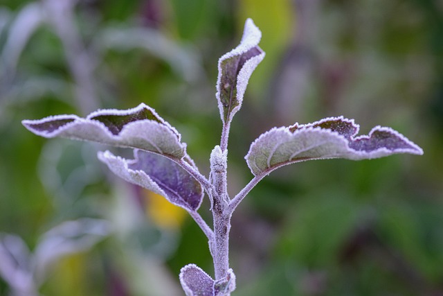 Neve, Congelados, Inverno, Grama, Frio