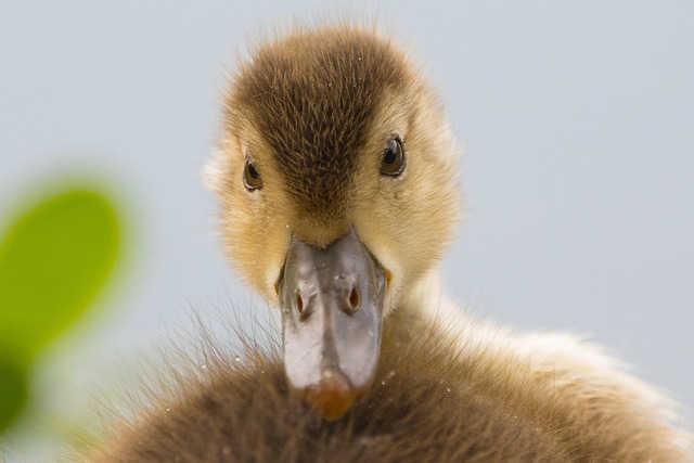 Free Water Bird Chick photo and picture