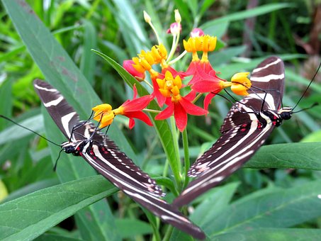 Free Butterfly Twins photo and picture