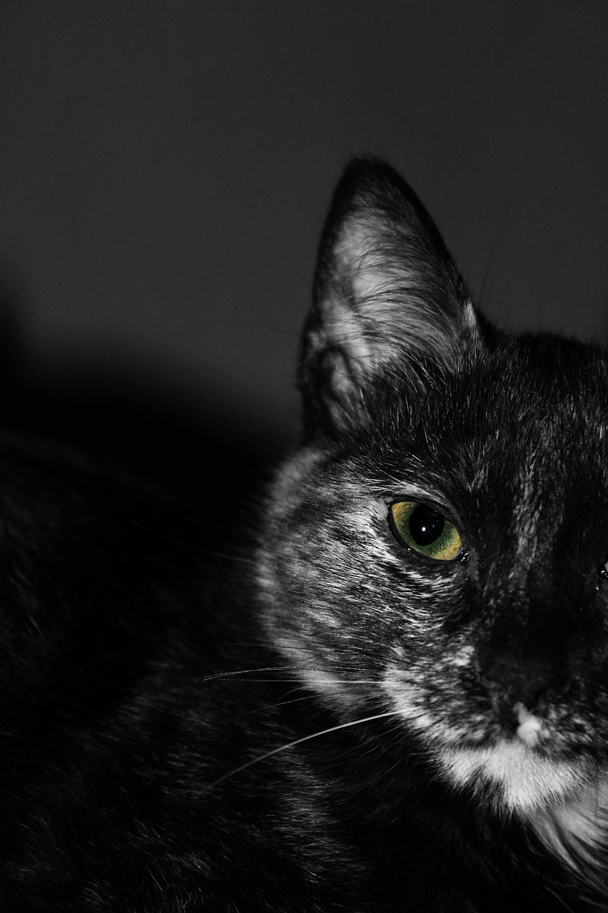 Schwarze Katze Sonnenfänger Aus Buntglas – Handgefertigt, Wetterfest, Für Fenster & Garten