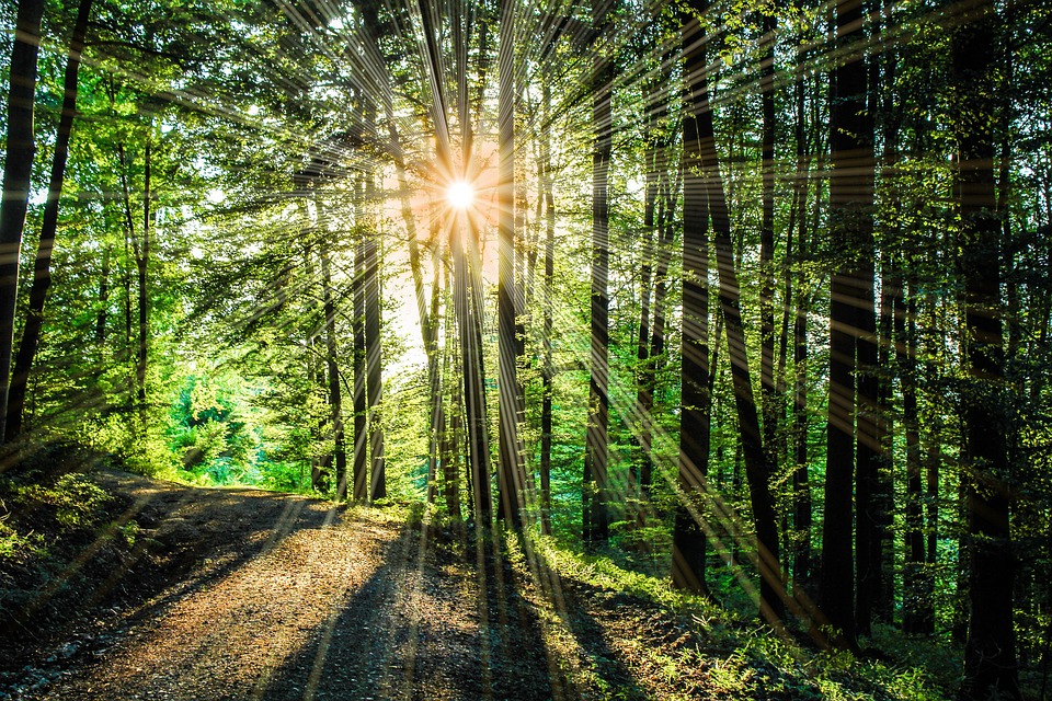 Sonne Sonnenstrahl Sonnenstrahlen Kostenloses Foto Auf Pixabay Sonne Sonnenstrahl Sonnenstrahlen Kostenloses Foto Auf Pixabay