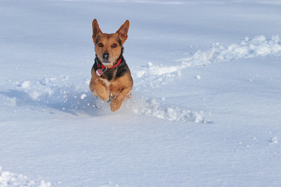 Anjing Salju Ras Foto Gratis Di Pixabay