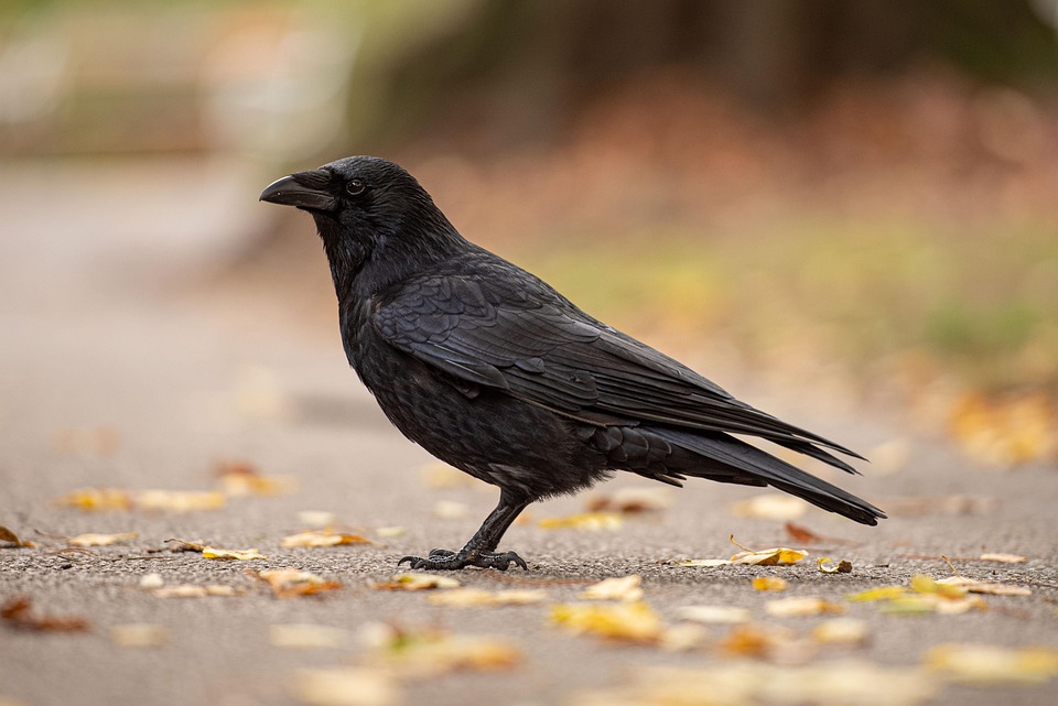 カラス 秋 鳥 - Pixabayの無料写真