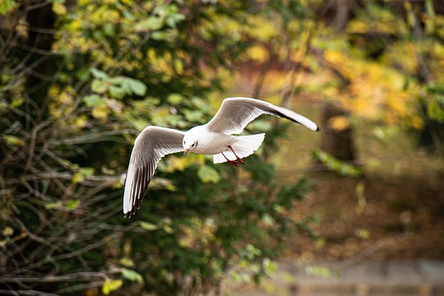Gaivota, Pássaro, Natureza, Cair