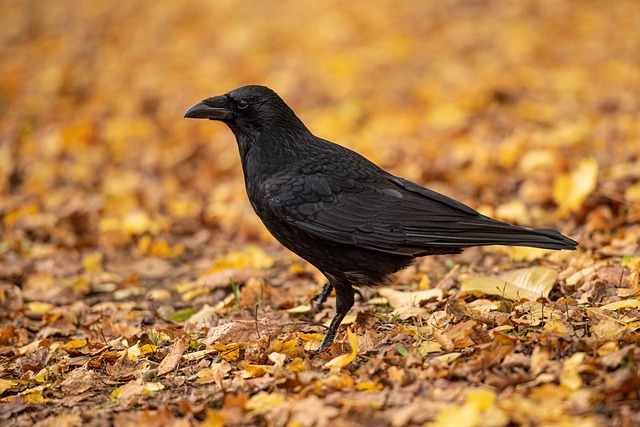 Corvo, Pássaro, Natureza, Preto, Folhas