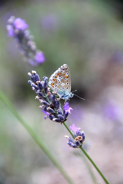 Free Butterfly Nature photo and picture