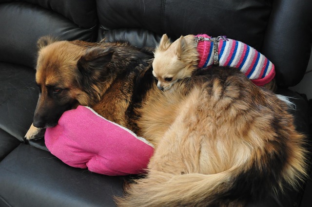Hund, Chihuahua, Deutscher Schäferhund