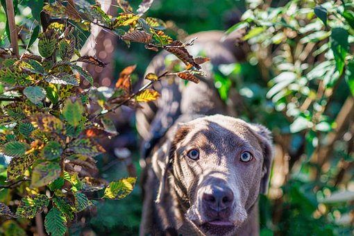 Free Sabaka Animal photo and picture