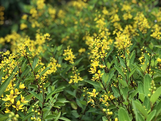 Free Flowers Beautiful Flowers photo and picture