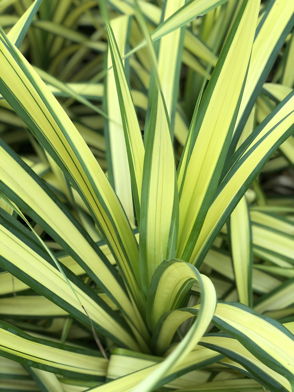 Piña Sale De Naturaleza - Foto gratis en Pixabay - Pixabay