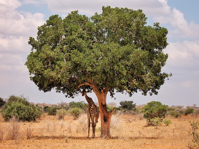 Afrika, Reisen, Natur, Landschaft