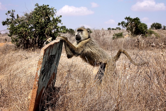Afrika, Natur, Safari, Tierwelt, Wild