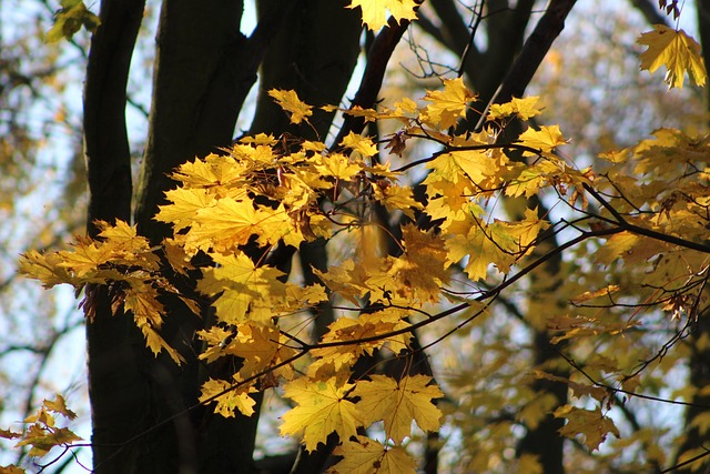 Free Nature Plants photo and picture