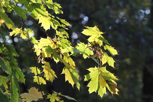 Free Nature Plants photo and picture