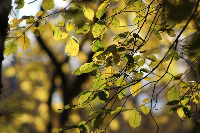 Free Nature Plants photo and picture