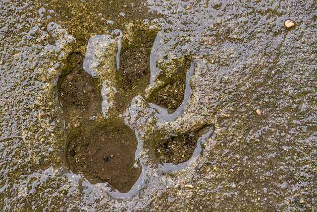 Free Track Animal photo and picture