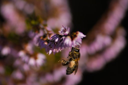 Free Bee Heather photo and picture
