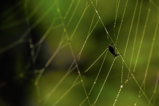 Free Spiderweb Web photo and picture
