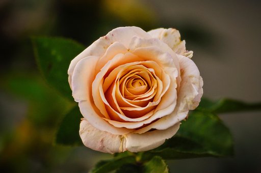 Free Rose Petals photo and picture