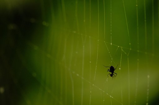 Free Spiderweb Web photo and picture