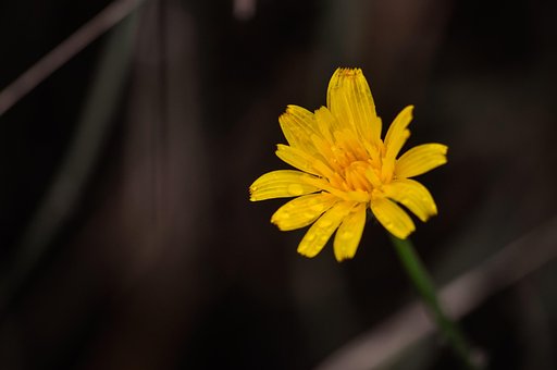 Free Flower Single photo and picture